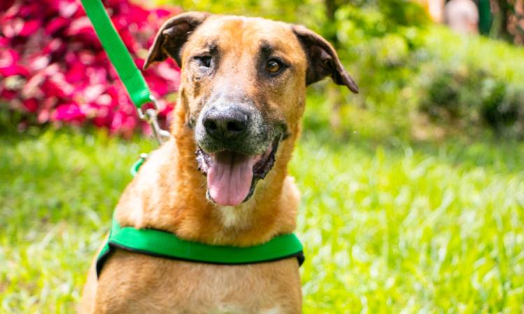 ¡Conmovedora historia! ‘Scooby’ el perro cariñoso y tranquilo que espera un hogar