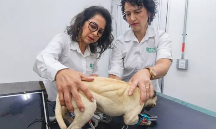 Perro muerto ahora es un robot y ayudará a veterinarios a salvar vidas