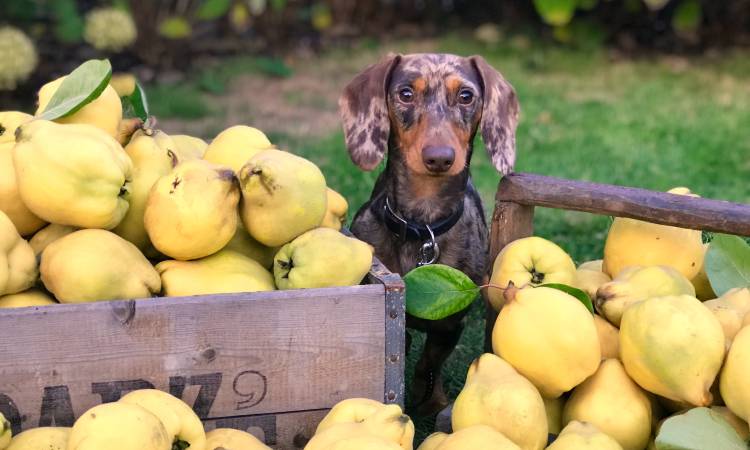 Frutas prohibidas para perros ¡Cuidado con los peludos!