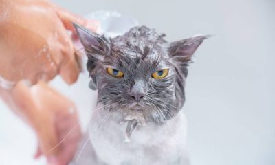 ¿Cada cuánto debes bañar a tu gato?