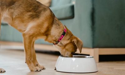 Conoce cada cuánto debes alimentar a tu perro