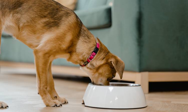 Conoce cada cuánto debes alimentar a tu perro