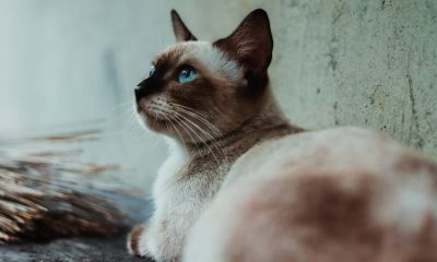 Consejos específicos para mejorar la conducta de tu gato