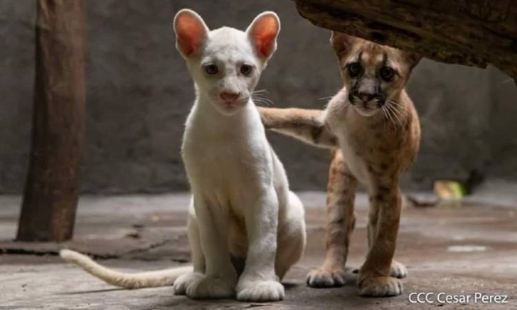 Nace puma albino en cautiverio, único en su especie: las imágenes son increíbles