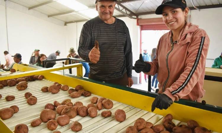 ¡A comer papita en el 2024! Boyacá fortalece la producción