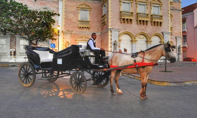 Se acabarán los caballos cocheros de Cartagena ¡Gran noticia!