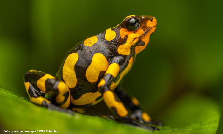 Se necesitan medidas urgentes para salvar a esta Se necesitan medidas urgentes para salvar a esta especie en Colombiaspecie en Colombia