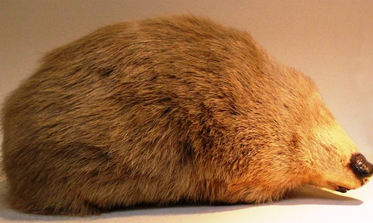 Encuentran una especie de topo sin ojos que se creía extinta