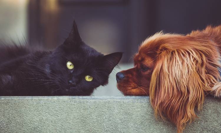 ¿Cómo salvaguardar a perros y gatos durante las intensas olas de calor?