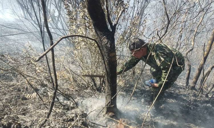 Héroes ambientales, así es la gran labor de los soldados contra los incendios