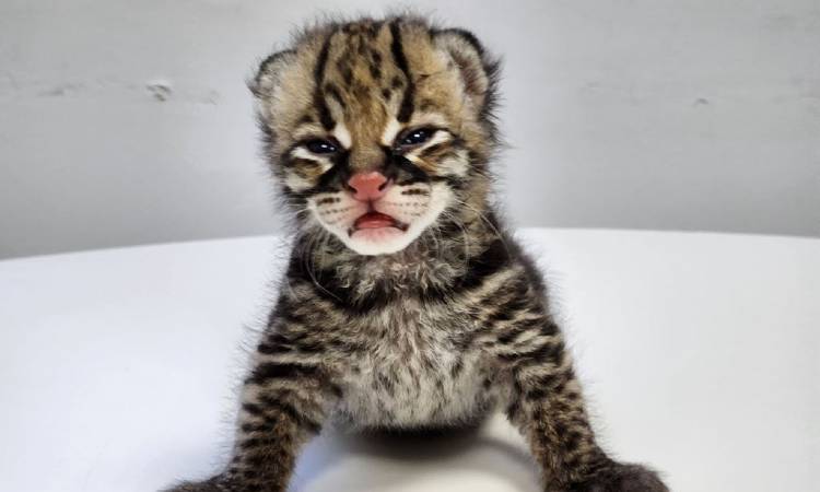 Un ocelote recién nacido fue rescatado en Colombia