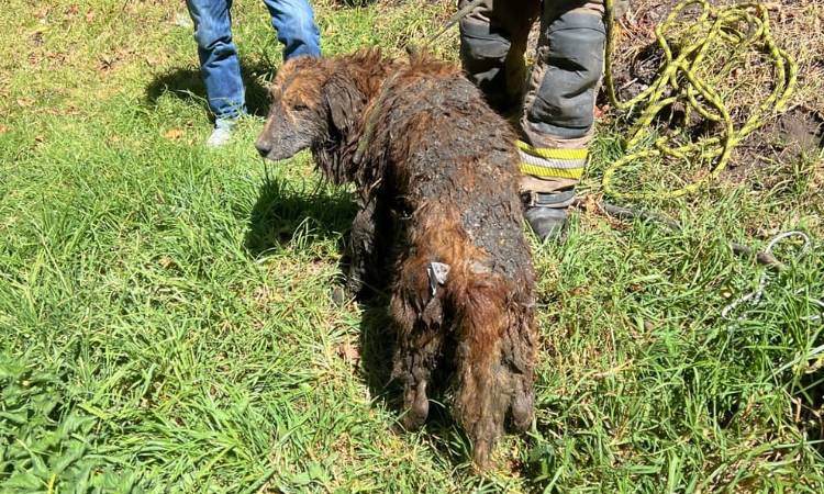 Bomberos rescatan a perro atrapado en un canal de agua sucia en Bogotá