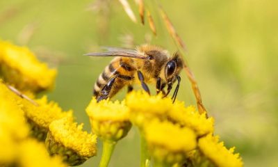 Universidad colombiana patenta fórmula para proteger la memoria de las abejas