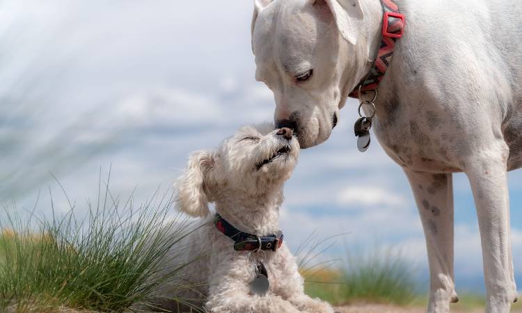 La ciudad que busca incentivar la adopción de perros y bajará impuestos a quienes lo hagan