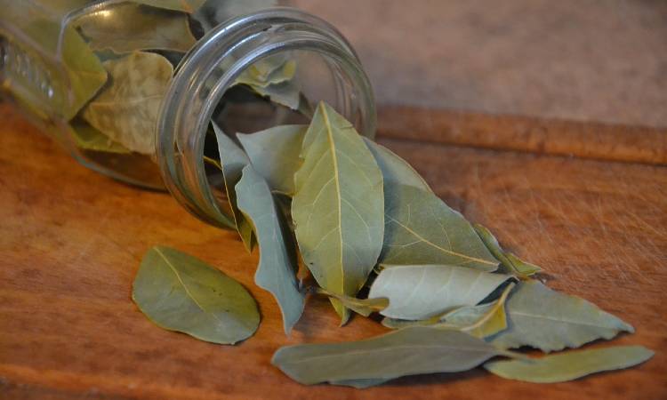 La hoja de cocina que atrae la prosperidad