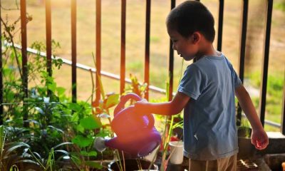 Plantas que espantan las plagas y que se pueden sembrar en interiores