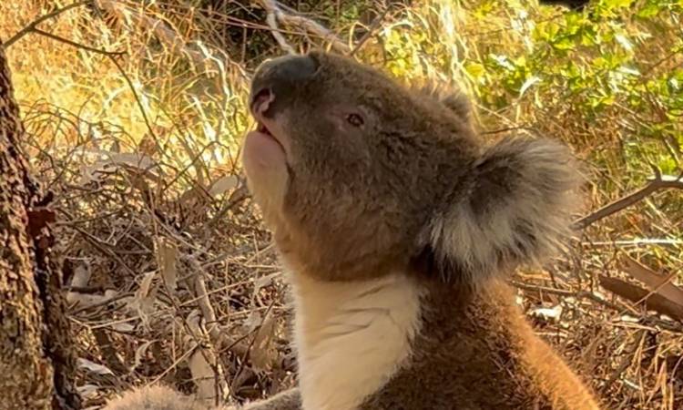 Koala macho llora y hace el duelo por su pareja fallecida