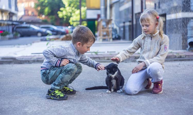 ¿Los gatos realmente prefieren a las mujeres o a los hombres?