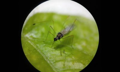 Insecto hallado en Colombia podría controlar planta invasora en Australia