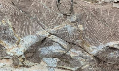 ¡El increíble hallazgo paleontológico que deslumbra al mundo! Un gigantesco dinosaurio