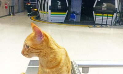 Conoce a 'Mishi', el adorable 'operador gatuno' del Metro de Medellín
