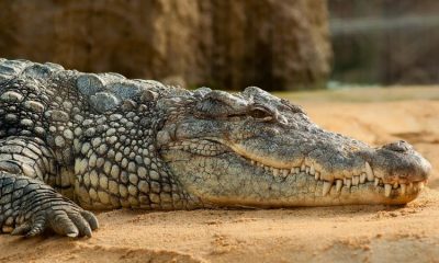 El plan "Salvavidas" alcanza su culminación con la liberación de 11 cocodrilos del Orinoco