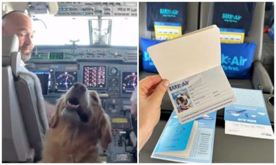 Llega aerolínea con vuelos para perros en primera clase