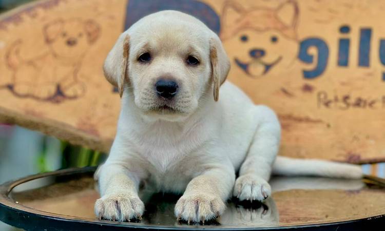 Medidas para evitar las garrapatas en perros