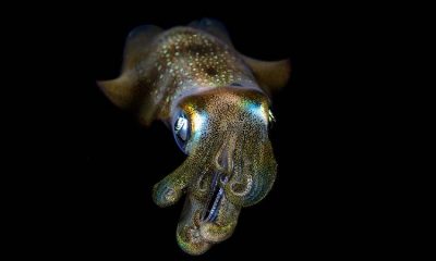Descubren más de 100 nuevas especies en el fondo del mar