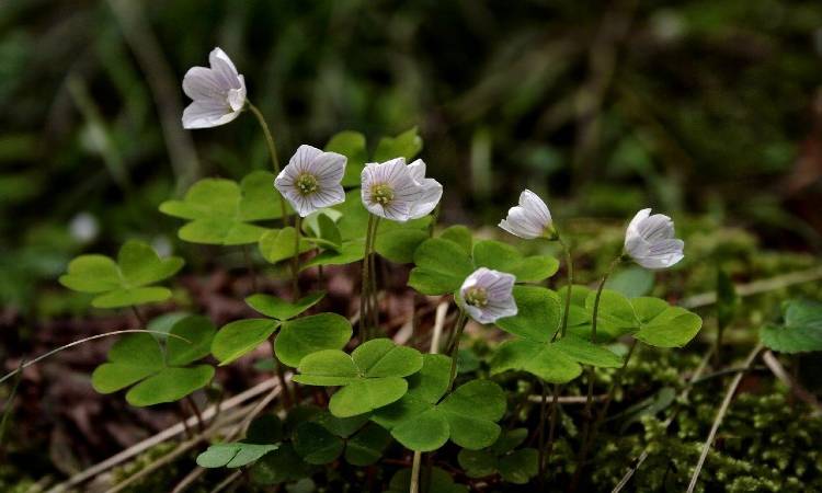 ¿Es bueno o malo que le salgan tréboles a las plantas de su hogar?