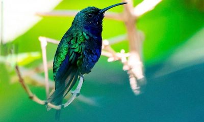 El tesoro de la Sierra Nevada de Santa Marta: hogar exclusivo de aves endémicas