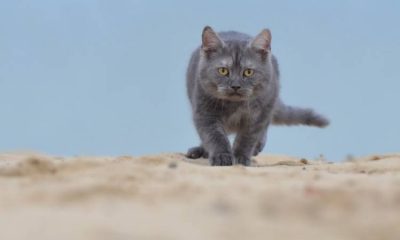 5 consejos infalibles para evitar que tu gato orine fuera de la arena