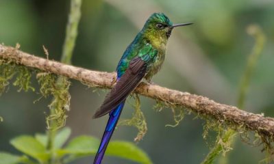 Descubren en Sur América los colibríes más grandes del mundo