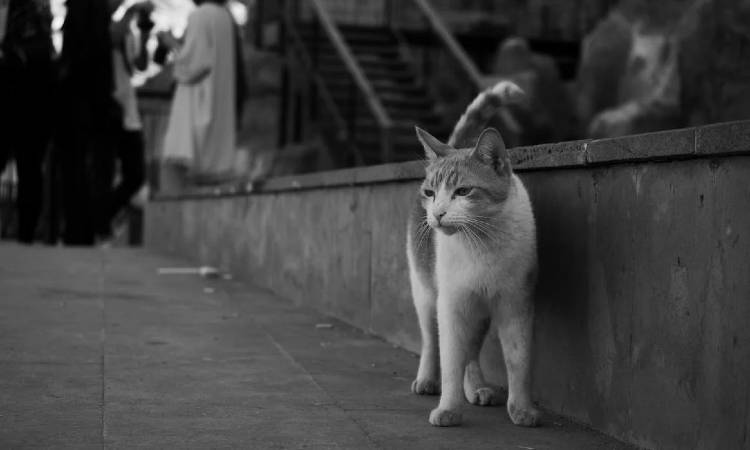 El misterio detrás del gato callejero que regresa a una clínica veterinaria cada año