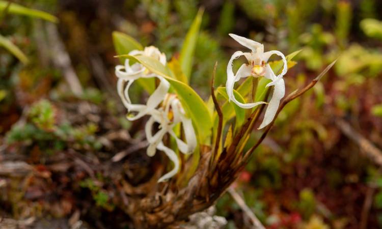 Descubren nueva especie de orquídea en Colombia - La Nota Positiva