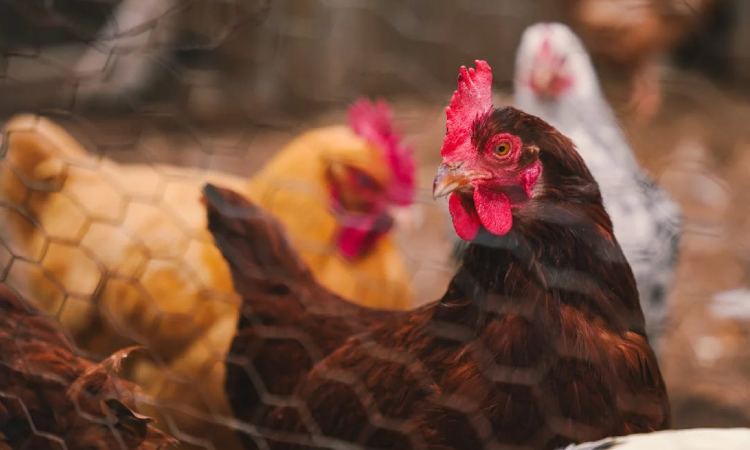 ¿Las gallinas que se sonrojan y sienten emociones?: sorprendente descubrimiento revelado