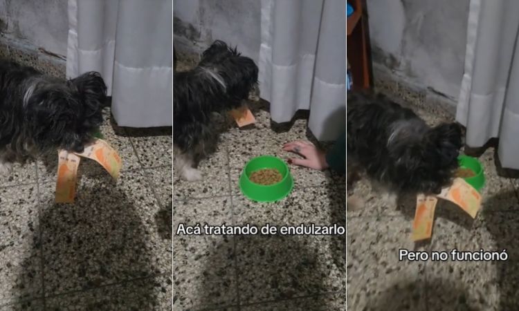 Milo le roba el dinero a su dueña y se vuelve viral