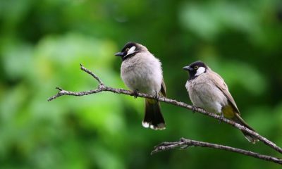 Avistamiento de aves