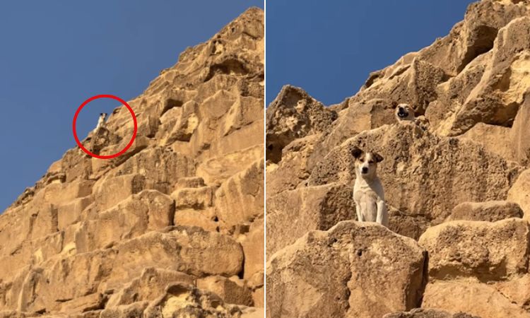 Perro en piramide de egipto