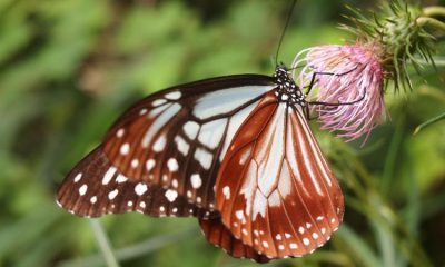 mariposa tigre