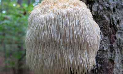 Hericium erinaceus
