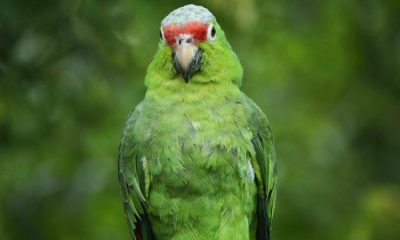 Loro