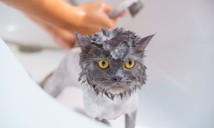 Que tan sano es bañar a los gatos
