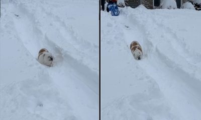 Perrito en la nieve