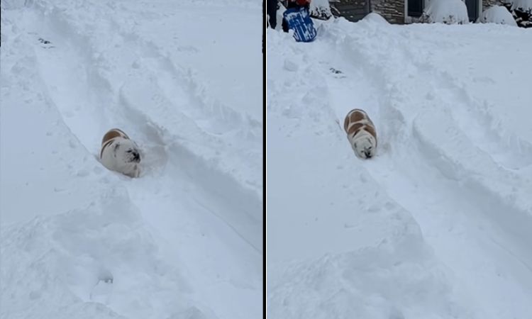 Perrito en la nieve